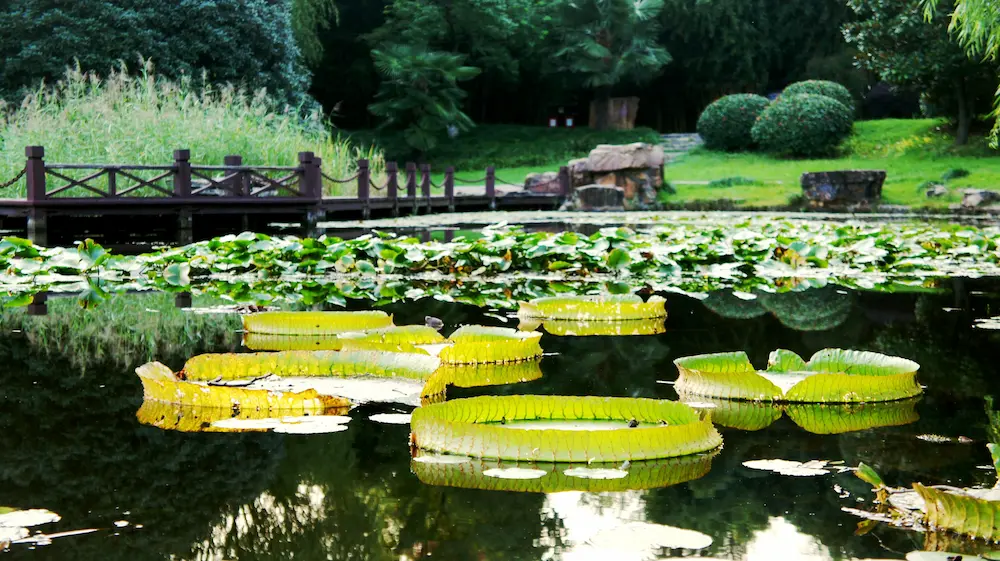 Hefei Botanical Garden